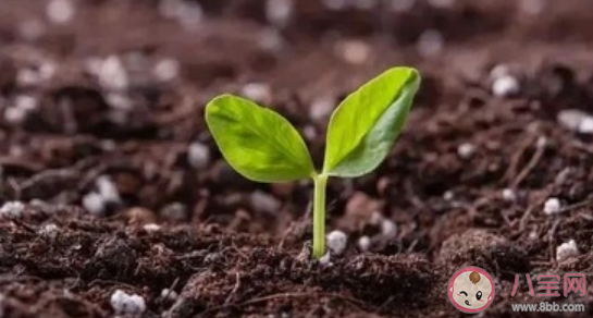 園丁式的父母應(yīng)該怎么做 園丁式教育的正確方法