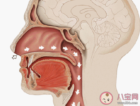 讓鼻孔通氣的小技巧有哪些 快速讓鼻子通氣的小妙招