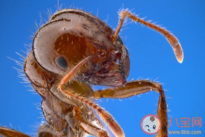 村民被紅火蟻咬后休克怎么回事 被紅火蟻咬傷怎么辦