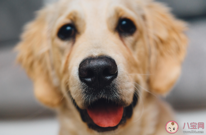 狗狗臨終前為什么要找個沒人的地方躲起來 狗狗在臨終前會有哪些表現 狗狗臨終前為什么要找個沒人的地方躲起來 狗狗在臨終前會有哪些表現