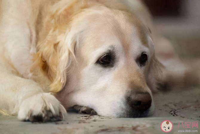 狗狗臨終前為什么要找個沒人的地方躲起來 狗狗在臨終前會有哪些表現 狗狗臨終前為什么要找個沒人的地方躲起來 狗狗在臨終前會有哪些表現
