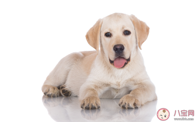 狗狗臨終前為什么要找個沒人的地方躲起來 狗狗在臨終前會有哪些表現 狗狗臨終前為什么要找個沒人的地方躲起來 狗狗在臨終前會有哪些表現