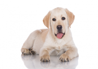 狗狗臨終前為什么要找個(gè)沒(méi)人的地方躲起來(lái) 狗狗在臨終前會(huì)有哪些表現(xiàn)