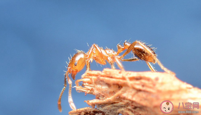 被紅火蟻咬了有什么癥狀 ?被紅火蟻咬了怎么辦