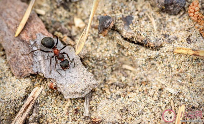 被紅火蟻咬了有什么癥狀 ?被紅火蟻咬了怎么辦