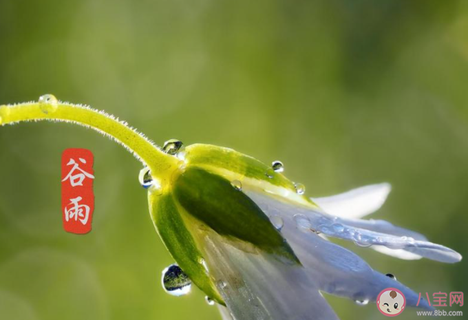 2021谷雨節氣一句話問候語說說 2021谷雨到了的祝福語朋友圈