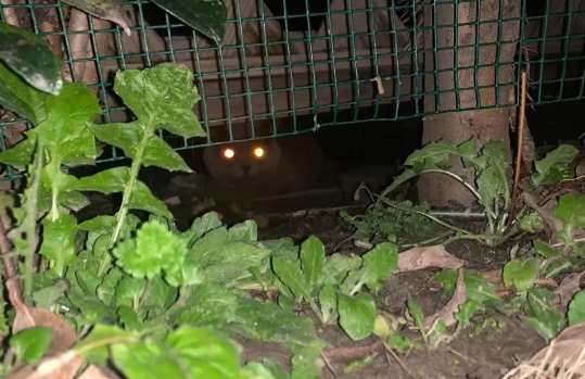 職業尋寵人是什么職業 職業尋寵人工作是怎樣的