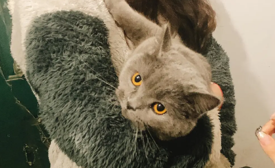 職業尋寵人是什么職業 職業尋寵人工作是怎樣的