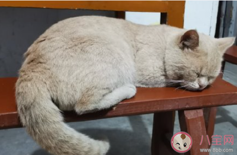 失眠和噩夢哪個(gè)更可怕 你害怕失眠還是噩夢