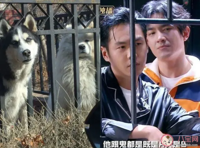 網(wǎng)絡(luò)用語狗塑是什么意思什么梗 狗塑為什么火了