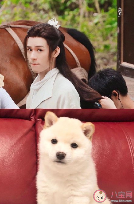 網(wǎng)絡(luò)用語狗塑是什么意思什么梗 狗塑為什么火了