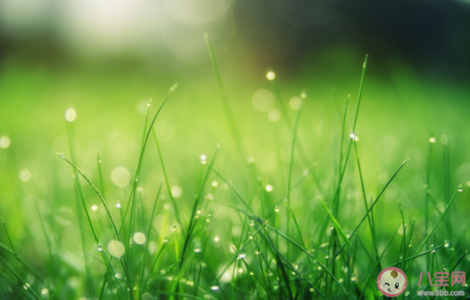 2021谷雨節氣養生要點是什么 谷雨節氣有什么禁忌