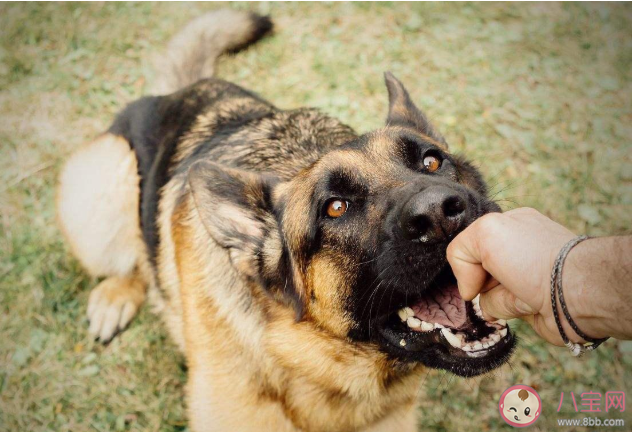 被狗咬著不放怎么辦 被狗咬傷后如何正確處理傷口
