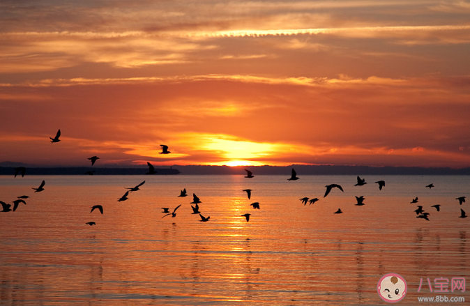 螞蟻莊園4月28日答案:落霞與孤鶩齊飛秋水共長天一色是哪一座名樓的景色 螞蟻莊園4月28日答案:落霞與孤鶩齊飛秋水共長天一色是哪一座名樓的景色