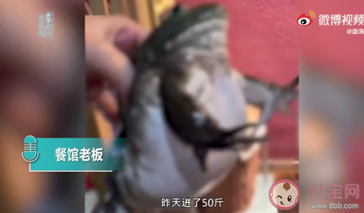 餐館老板吐槽注水牛蛙如氣球 牛蛙為什么會(huì)被注水