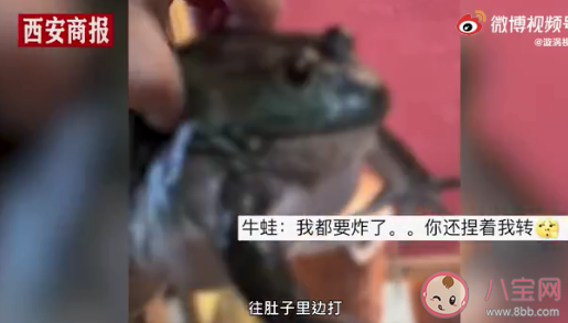 餐館老板吐槽注水牛蛙如氣球 牛蛙為什么會(huì)被注水