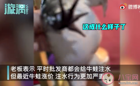 餐館老板吐槽注水牛蛙如氣球 牛蛙為什么會(huì)被注水