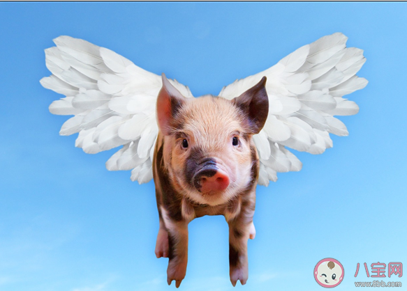 豬肉價格跌破每斤15元是怎么回事 夏天豬肉還會漲價嗎 豬肉價格跌破每斤15元是怎么回事 夏天豬肉還會漲價嗎