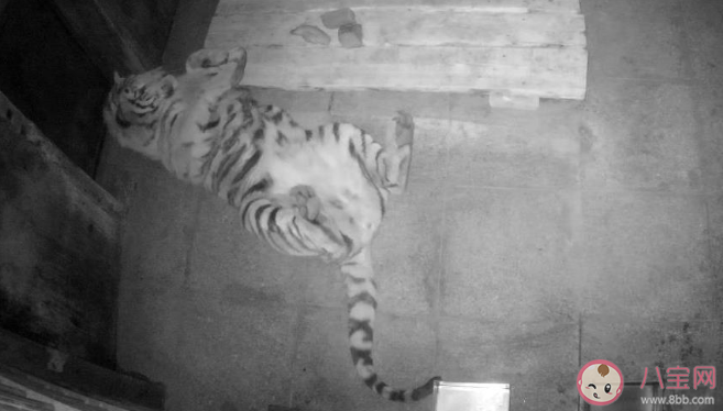 完達山1號為什么要隔離45天 完達山1號會放生到哪里 完達山1號為什么要隔離45天 完達山1號會放生到哪里