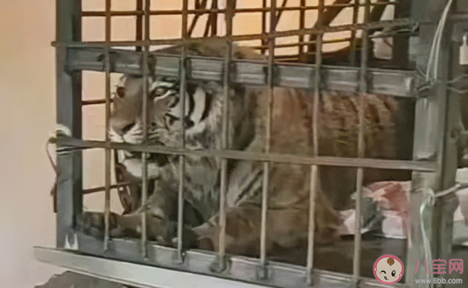 完達山1號為什么要隔離45天 完達山1號會放生到哪里 完達山1號為什么要隔離45天 完達山1號會放生到哪里