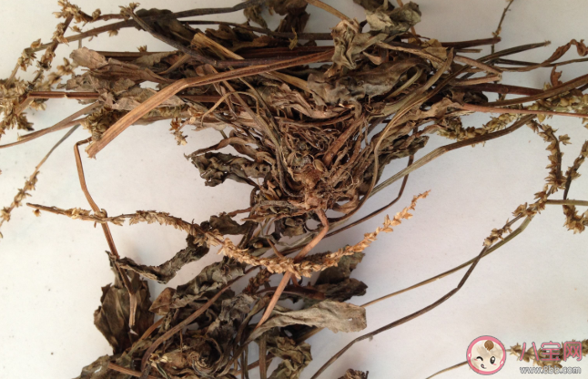 車前草泡水喝可以降尿酸嗎 怎么做才能降低尿酸