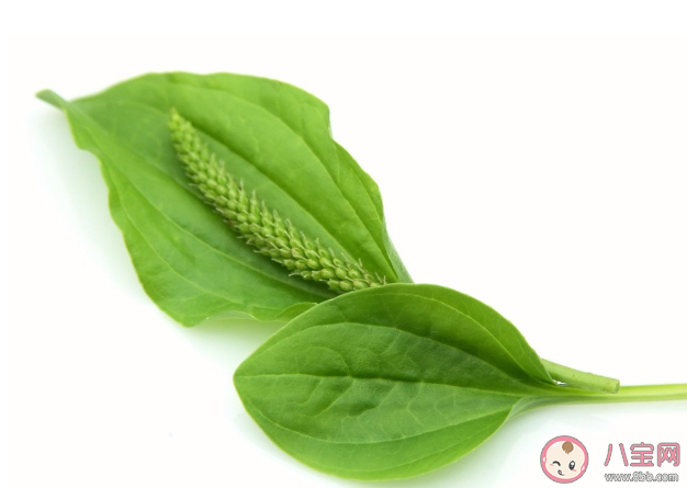 車前草泡水喝可以降尿酸嗎 怎么做才能降低尿酸