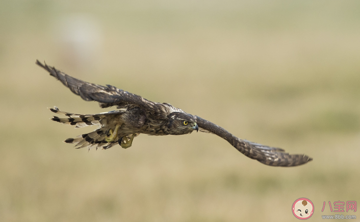 螞蟻莊園左牽黃右擎蒼中蒼是指哪種動物 古代打獵蒼鷹作用是什么