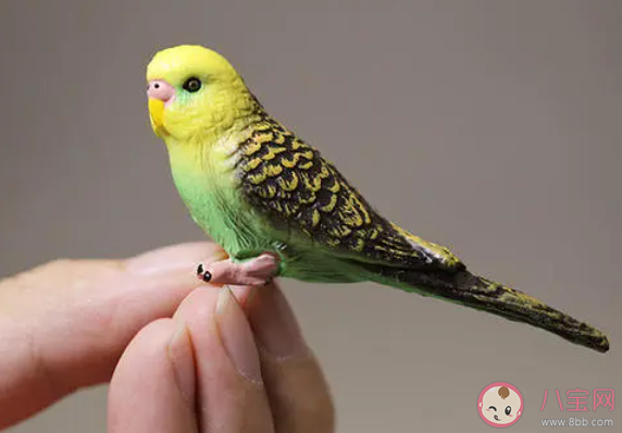 塑料鸚鵡的故事是怎樣的 塑料鸚鵡的結(jié)局是什么