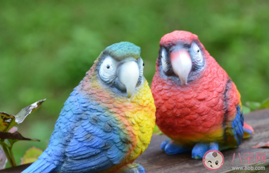 塑料鸚鵡的故事是怎樣的 塑料鸚鵡的結(jié)局是什么