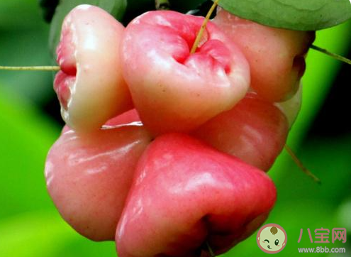 釋迦蓮霧是夫妻果嗎 釋迦和蓮霧有什么寓意 釋迦蓮霧是夫妻果嗎 釋迦和蓮霧有什么寓意