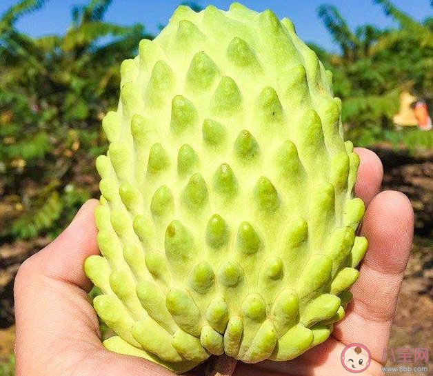 釋迦果到底該怎么吃 釋迦果有哪些美味吃法 釋迦果到底該怎么吃 釋迦果有哪些美味吃法