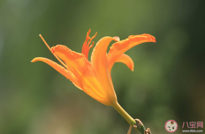 古人常用哪種植物象征母愛 螞蟻莊園5月9正確答案