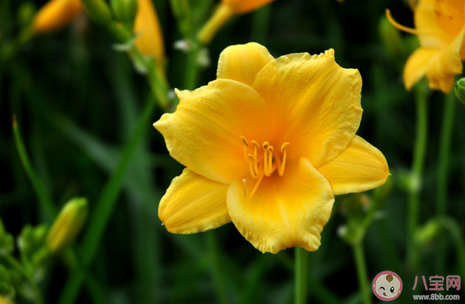 古人常用哪種植物象征母愛 螞蟻莊園5月9正確答案