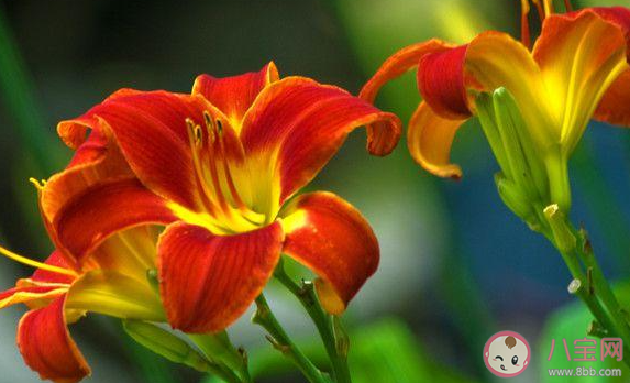 我國古人常用哪種植物象征母愛 螞蟻莊園今日5月9日答案 我國古人常用哪種植物象征母愛 螞蟻莊園今日5月9日答案