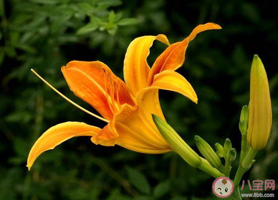 我國古人常用哪種植物象征母愛 螞蟻莊園今日5月9日答案 我國古人常用哪種植物象征母愛 螞蟻莊園今日5月9日答案