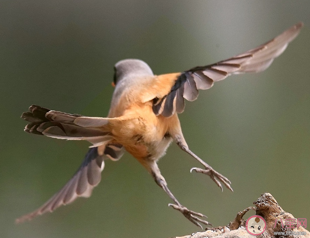 成語(yǔ)勞燕分飛中勞燕指的是什么 螞蟻莊園5月10日答案