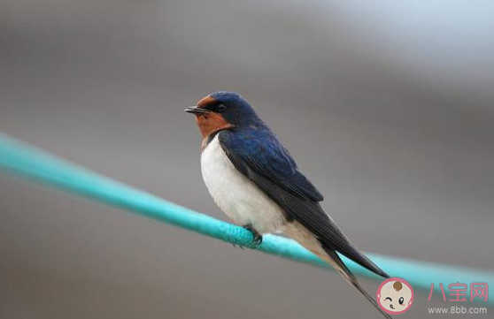 螞蟻莊園5月10日答案:勞燕分飛中勞燕指的是什么 螞蟻莊園5月10日答案:勞燕分飛中勞燕指的是什么