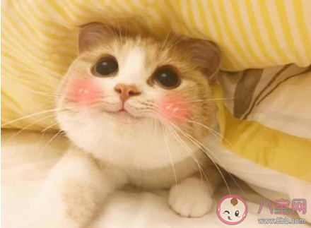 講一聲凍凍你會和我抱擁是什么歌 《My Cookie Can》完整版歌詞在線聽歌