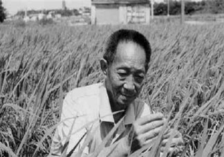 關于紀念袁隆平爺爺感受作文 致敬袁隆平作文大全