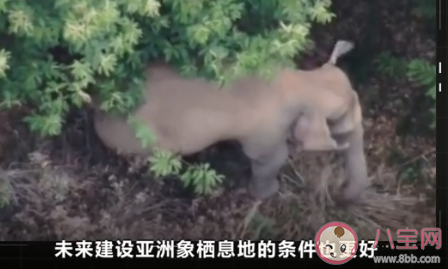 北遷野象群40余天路程達(dá)400公里 逼近昆明的15頭野象如何勸返