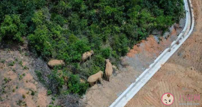 15頭野象群遷移目的地是在哪里 象群為什么走出400多公里之遠