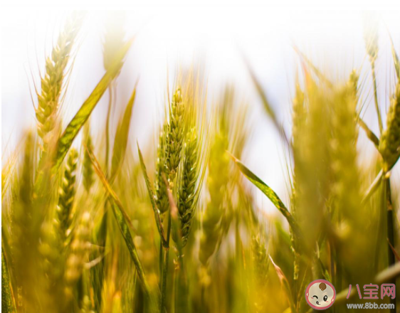 2021芒種節氣圖片早安心語說說 2021芒種節氣早安句子帶圖 2021芒種節氣圖片早安心語說說 2021芒種節氣早安句子帶圖