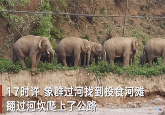 云南象群新動(dòng)向已進(jìn)誘導(dǎo)區(qū)域 象群會(huì)不會(huì)進(jìn)入昆明市