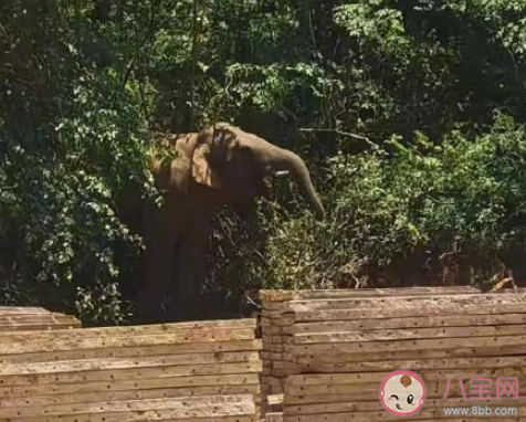 象群最新現身地4噸美味只剩殘渣 象群距昆明地界僅兩三公里 象群最新現身地4噸美味只剩殘渣 象群距昆明地界僅兩三公里