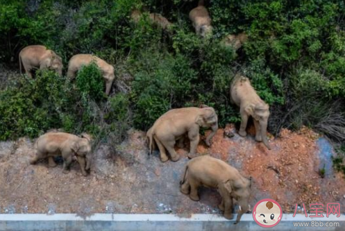 象群最新現身地4噸美味只剩殘渣 象群距昆明地界僅兩三公里 象群最新現身地4噸美味只剩殘渣 象群距昆明地界僅兩三公里