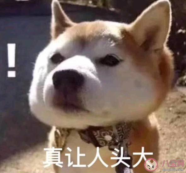 騎上我的小駱駝帶你去看日不落是什么歌 《來跳舞》完整版歌詞在線聽歌 騎上我的小駱駝帶你去看日不落是什么歌 《來跳舞》完整版歌詞在線聽歌