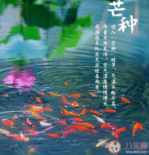 2021今日芒種早安心語(yǔ)句子最新 2021芒種早安一句話說說