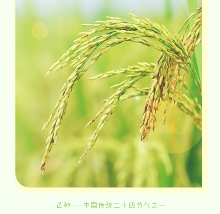 2021芒種公眾號推文樣式大全 2021芒種個性文案推文排版 2021芒種公眾號推文樣式大全 2021芒種個性文案推文排版