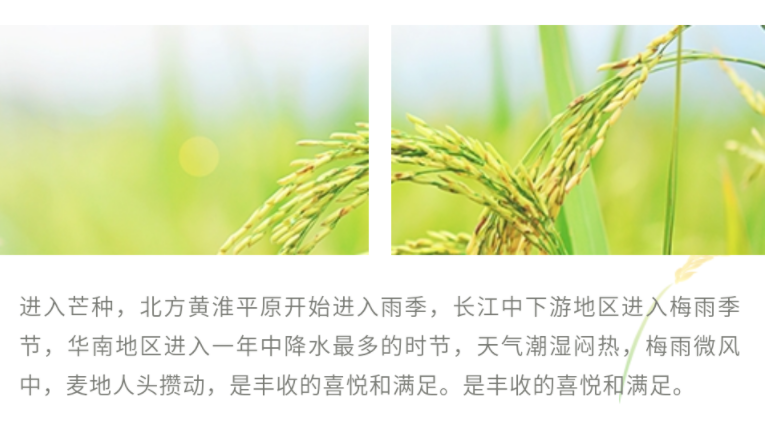 2021芒種公眾號推文樣式大全 2021芒種個性文案推文排版 2021芒種公眾號推文樣式大全 2021芒種個性文案推文排版