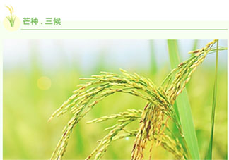 2021芒種公眾號推文樣式大全 2021芒種個性文案推文排版